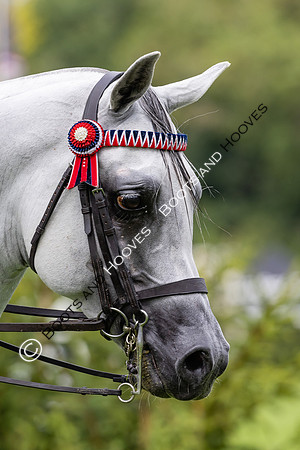 The Agria Royal International Horse Show