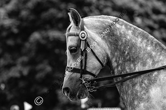 The Agria Royal International Horse Show