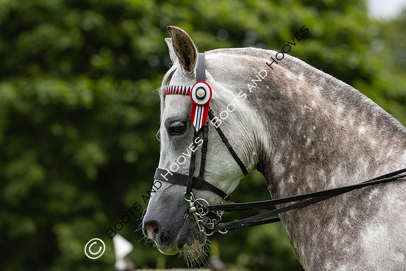 The Agria Royal International Horse Show