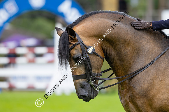 The Agria Royal International Horse Show