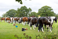 The Royal International Horse Show