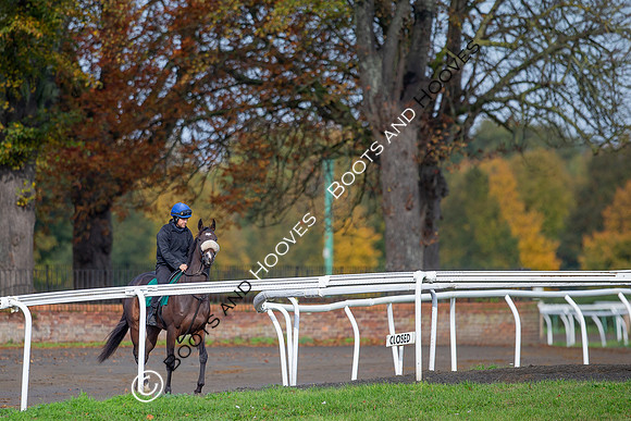 Newmarket