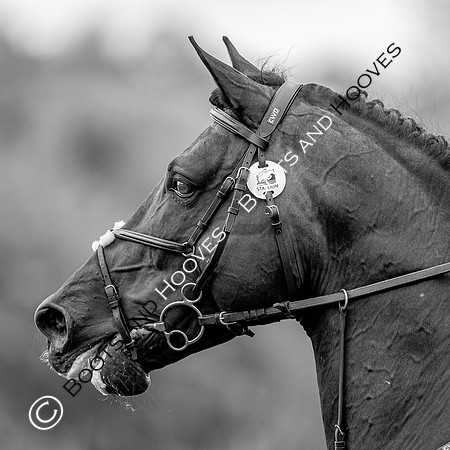 Science Supplements All England Jumping Championships