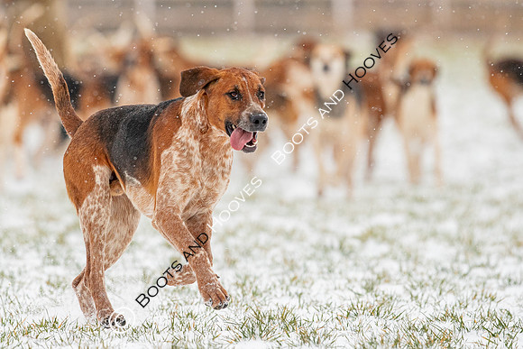 Hound Exercise
