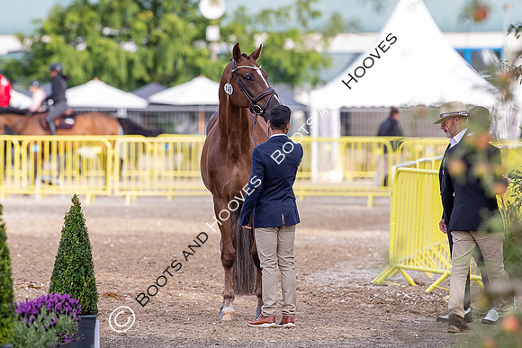The FEI World Championships Herning 2022