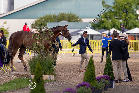 The FEI World Championships Herning 2022