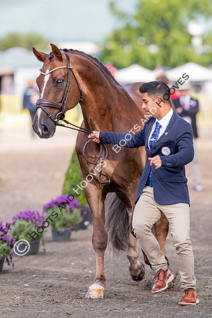 The FEI World Championships Herning 2022