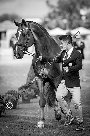 The FEI World Championships Herning 2022