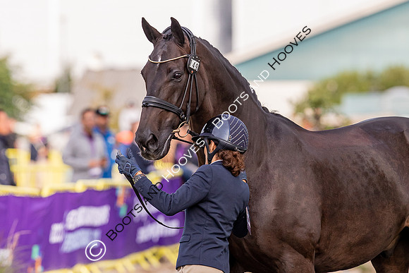 The FEI World Championships Herning 2022