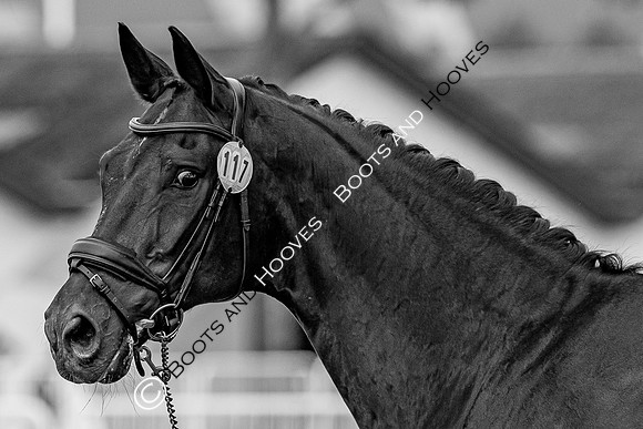 The FEI World Championships Herning 2022