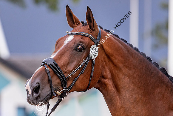 The FEI World Championships Herning 2022