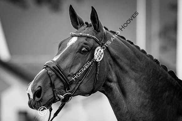 The FEI World Championships Herning 2022