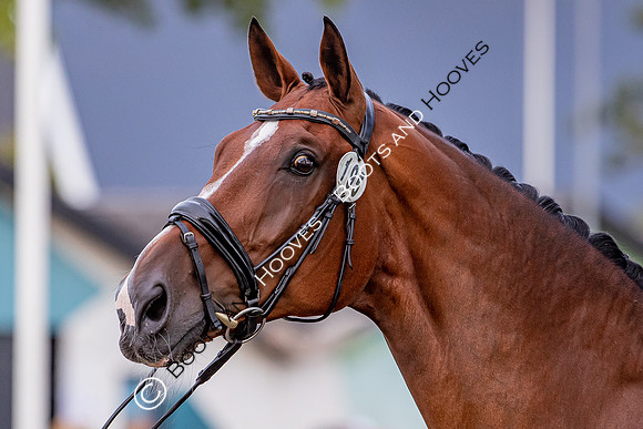 The FEI World Championships Herning 2022