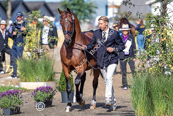 The FEI World Championships Herning 2022