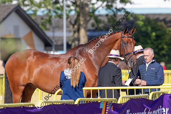 The FEI World Championships Herning 2022