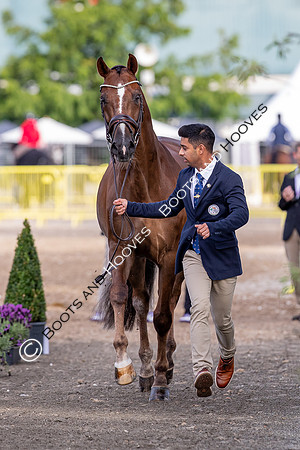 The FEI World Championships Herning 2022