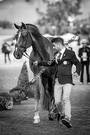 The FEI World Championships Herning 2022