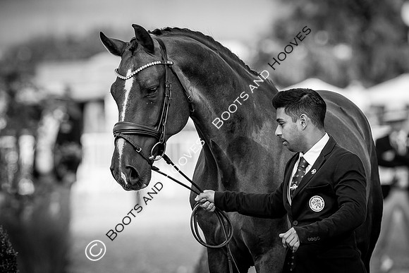 The FEI World Championships Herning 2022