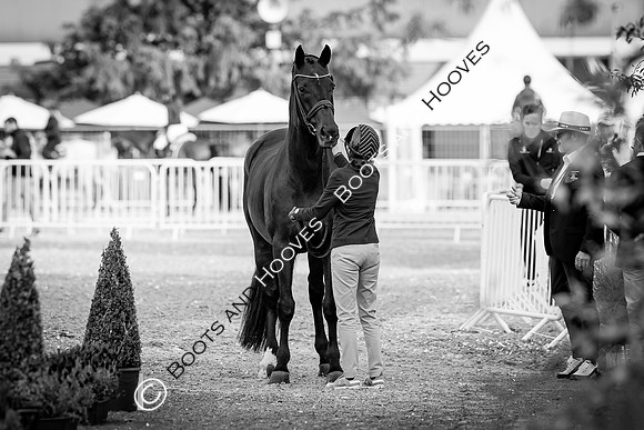 The FEI World Championships Herning 2022