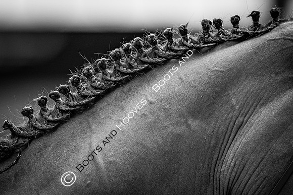 The FEI World Championships Herning 2022