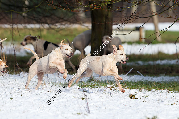Hunting