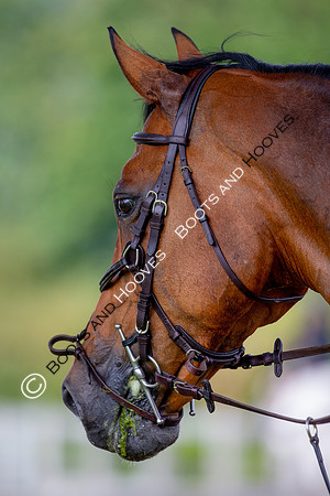 Science Supplements All England Jumping Championships