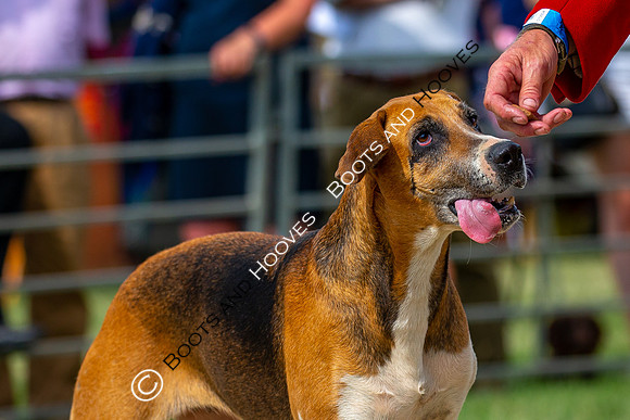 Festival of Hunting
