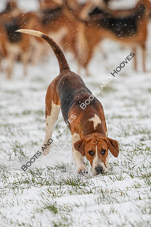 Hound Exercise