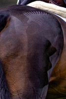 Agria Blenheim Palace International Horse Trials hosting the Agria FEI Eventing European Championship, Eventing, Blenheim Palace, Oxfordshire, UK - 19 Sep 2025