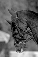 Agria Blenheim Palace International Horse Trials hosting the Agria FEI Eventing European Championship, Eventing, Blenheim Palace, Oxfordshire, UK - 18 Sep 2025