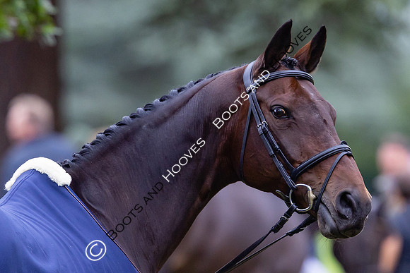 Agria Blenheim Palace International Horse Trials hosting the Agria FEI Eventing European Championship, Blenheim Palace, Woodstock, Oxfordshire, UK - 17 Sep 2025