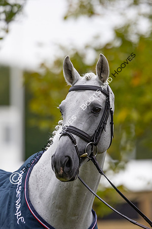 Agria Blenheim Palace International Horse Trials hosting the Agria FEI Eventing European Championship, Blenheim Palace, Woodstock, Oxfordshire, UK - 17 Sep 2025