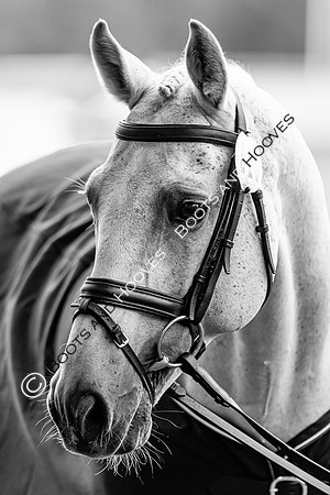 Agria Blenheim Palace International Horse Trials hosting the Agria FEI Eventing European Championship, Blenheim Palace, Woodstock, Oxfordshire, UK - 17 Sep 2025
