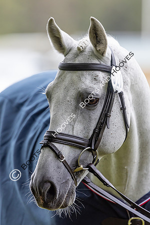Agria Blenheim Palace International Horse Trials hosting the Agria FEI Eventing European Championship, Blenheim Palace, Woodstock, Oxfordshire, UK - 17 Sep 2025