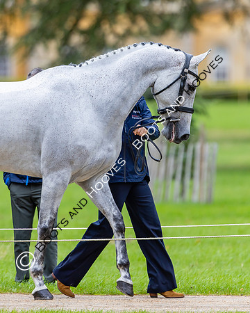 Agria Blenheim Palace International Horse Trials hosting the Agria FEI Eventing European Championship, Blenheim Palace, Woodstock, Oxfordshire, UK - 17 Sep 2025