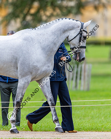 Agria Blenheim Palace International Horse Trials hosting the Agria FEI Eventing European Championship, Blenheim Palace, Woodstock, Oxfordshire, UK - 17 Sep 2025