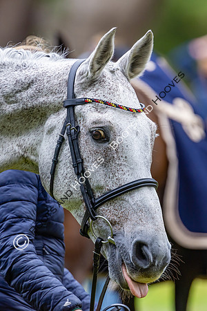 Agria Blenheim Palace International Horse Trials hosting the Agria FEI Eventing European Championship, Blenheim Palace, Woodstock, Oxfordshire, UK - 17 Sep 2025