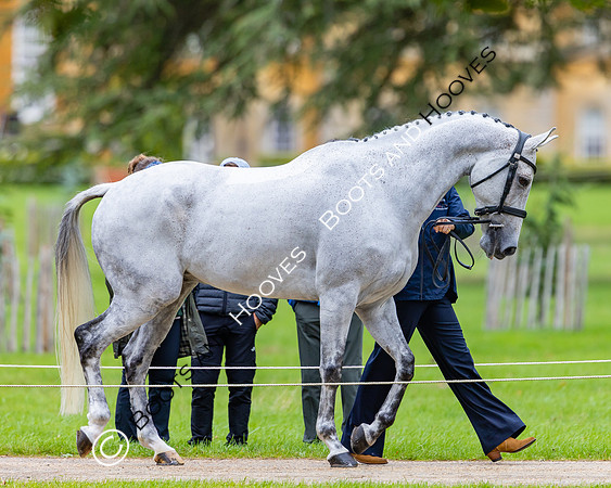 Agria Blenheim Palace International Horse Trials hosting the Agria FEI Eventing European Championship, Blenheim Palace, Woodstock, Oxfordshire, UK - 17 Sep 2025