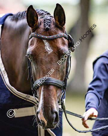 Agria Blenheim Palace International Horse Trials hosting the Agria FEI Eventing European Championship, Blenheim Palace, Woodstock, Oxfordshire, UK - 17 Sep 2025