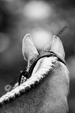 Agria Blenheim Palace International Horse Trials hosting the Agria FEI Eventing European Championship, Blenheim Palace, Woodstock, Oxfordshire, UK - 17 Sep 2025