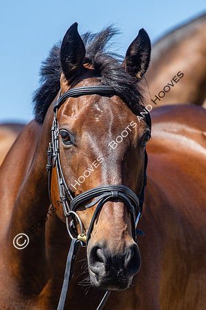 The Al Shira'aa Hickstead Derby Meeting
