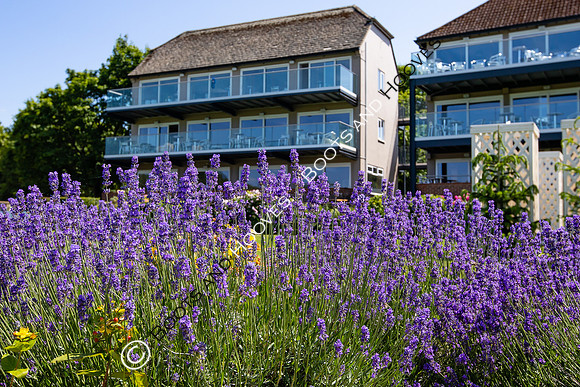 The Al Shira'aa Hickstead Derby Meeting