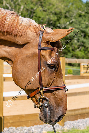 The Al Shira'aa Hickstead Derby Meeting