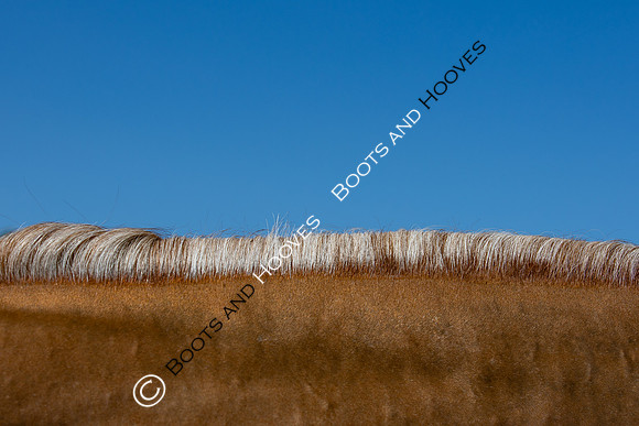 The Al Shira'aa Hickstead Derby Meeting