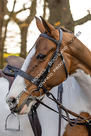 Ladies Day
