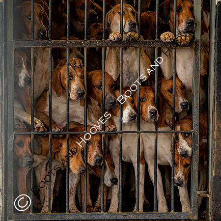 Hound Exercise