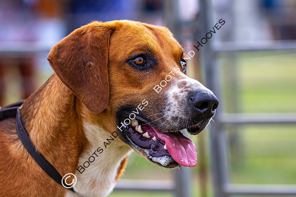 Festival of Hunting