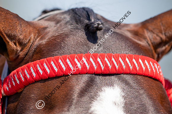 The Prenetics Royal International Horse Show