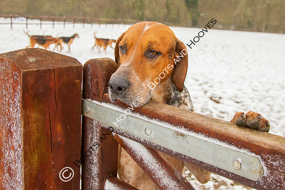Hound Exercise