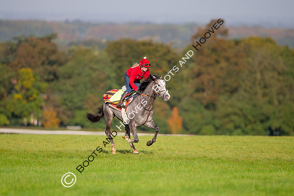 Newmarket